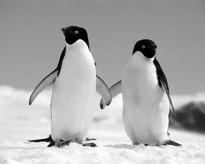 Pareja de pinguinos en blanco y negro